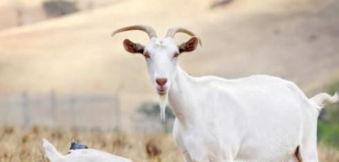 哪里的奶山羊最好