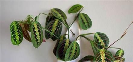 辨别花店中的常见的观赏竹芋