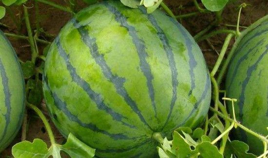 松花蛋可以和西瓜一起吃吗