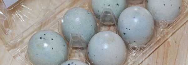 松花蛋可以和虾一起吃吗