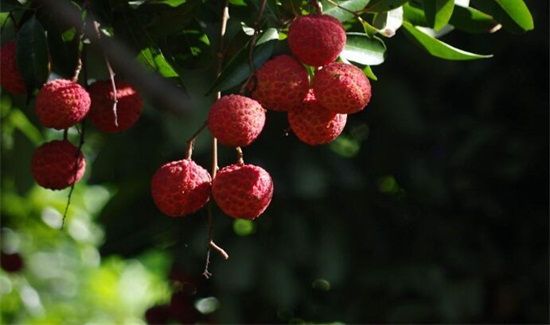 荔枝可以用水泡着吗