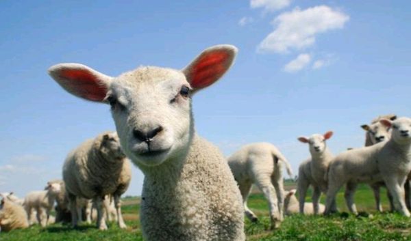 听说西北人在冬天一个人能吃一只羊，是真的吗？