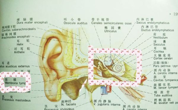 长期用耳塞听歌会导致听力下降吗？