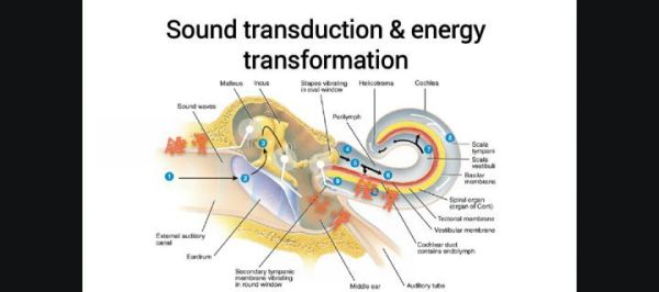 长期用耳塞听歌会导致听力下降吗？