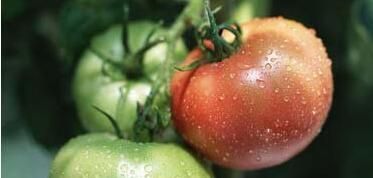 经常生吃西红柿对身体好吗？