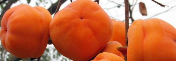 柿子可以和黄瓜一起吃吗