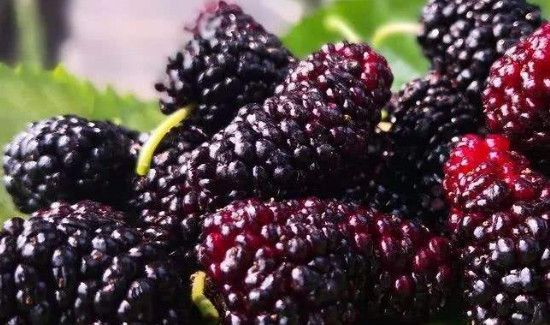 松花蛋不能和什么一起吃