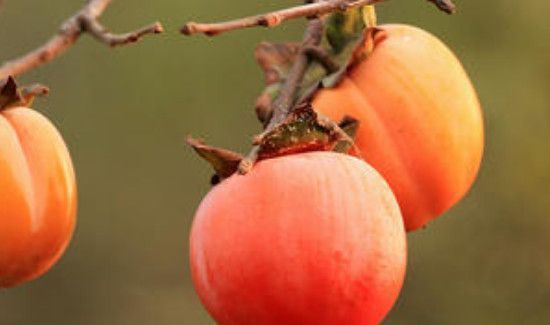 柿子可以放冰箱保存吗