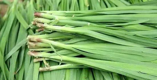 为什么说春吃韭菜？