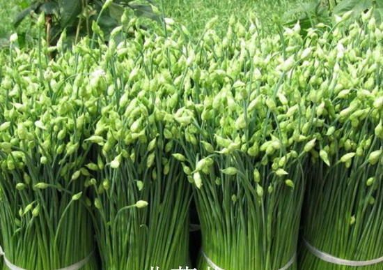 为什么说春吃韭菜？