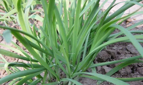 为什么说春吃韭菜？