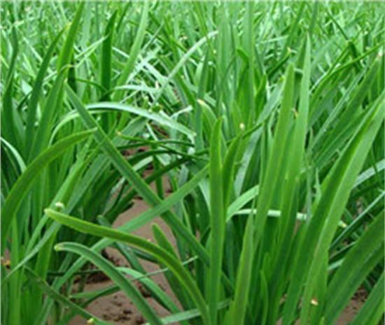 为什么说春吃韭菜？