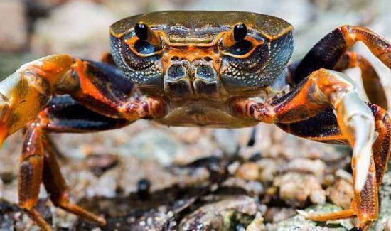 柿子可以和螃蟹一起吃吗