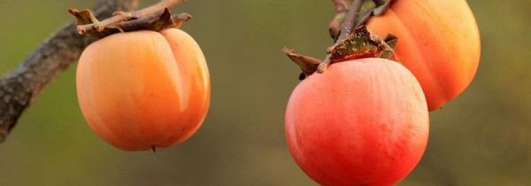 柿子可以和香蕉一起吃吗