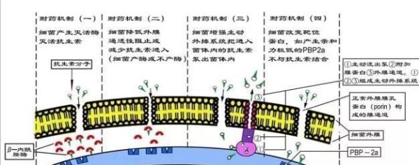 滥用抗生素为什么会引起细菌耐药？