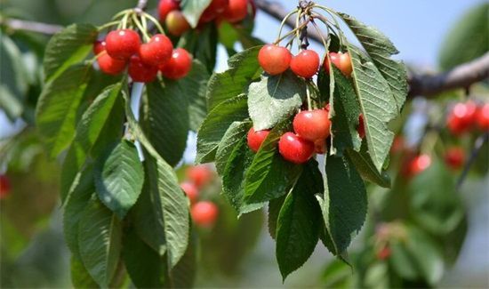 樱桃和什么一起吃会中毒