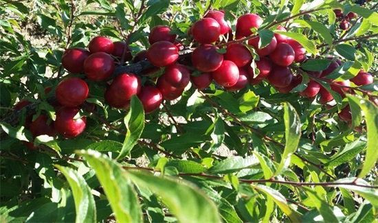 樱桃和什么一起吃会中毒