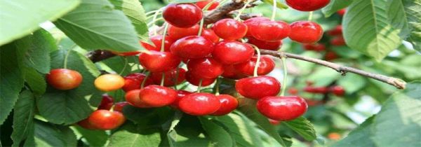 樱桃和什么一起吃会中毒