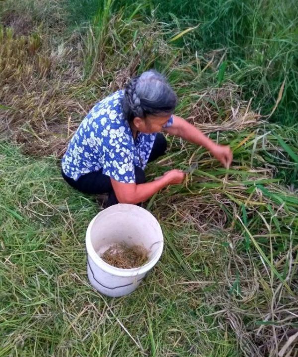 农村的老年人年轻时没有买养老保险，如何养老？