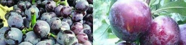 有人说“洗葡萄洗不净可能吃下寄生虫”，怎么洗葡萄才能洗干净？