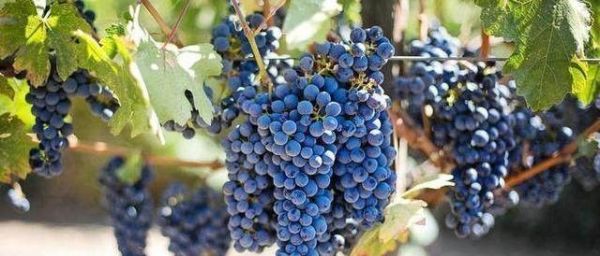 有人说“洗葡萄洗不净可能吃下寄生虫”，怎么洗葡萄才能洗干净？