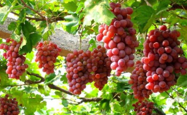 有人说“洗葡萄洗不净可能吃下寄生虫”，怎么洗葡萄才能洗干净？