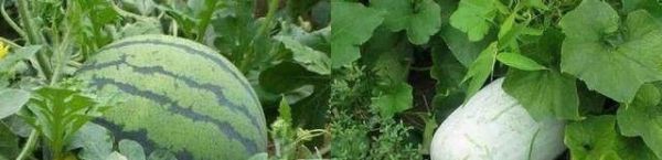 有人说“洗葡萄洗不净可能吃下寄生虫”，怎么洗葡萄才能洗干净？