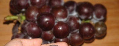 有人说“洗葡萄洗不净可能吃下寄生虫”，怎么洗葡萄才能洗干净？