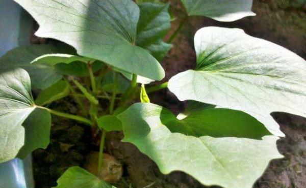 红薯叶为什么被称为顶级人参？