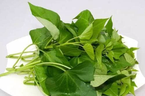 红薯叶为什么被称为顶级人参？