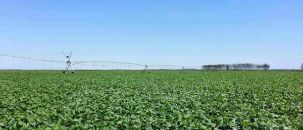 红薯叶为什么被称为顶级人参？