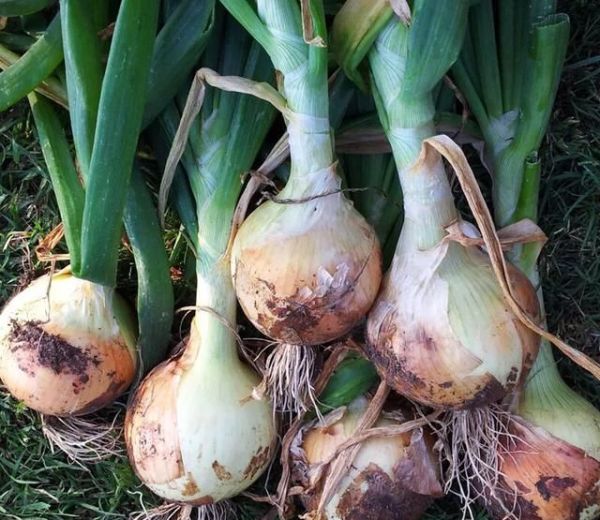 请问洋葱是黄色的好还是紫色的好?