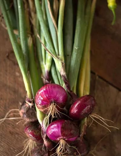 请问洋葱是黄色的好还是紫色的好?