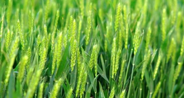 小麦都有哪些高产的品种?怎样种植才能高产?