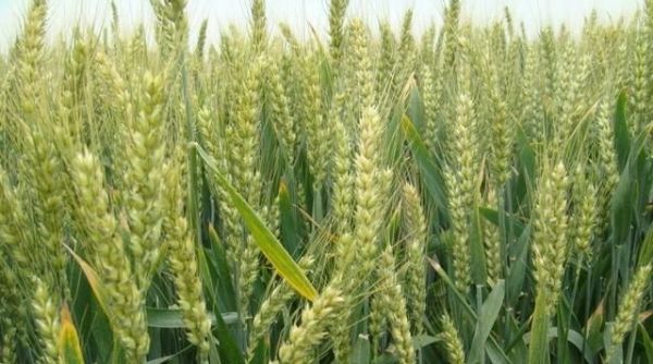 小麦都有哪些高产的品种?怎样种植才能高产?