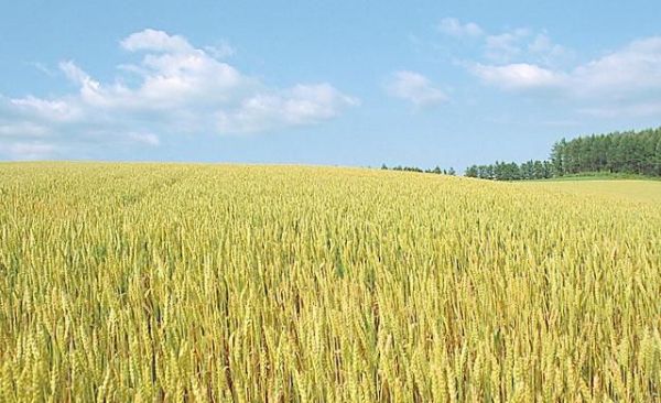 小麦都有哪些高产的品种?怎样种植才能高产?