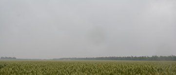 小麦都有哪些高产的品种?怎样种植才能高产?