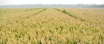 小麦都有哪些高产的品种?怎样种植才能高产?