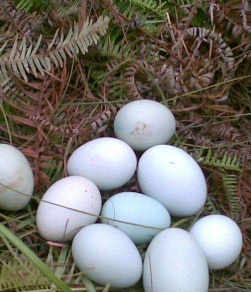 土鸡蛋真的比养殖场产的鸡蛋好吗?