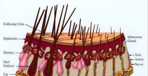 我的头发两天不洗就油得不行，是不是身体有问题啊？