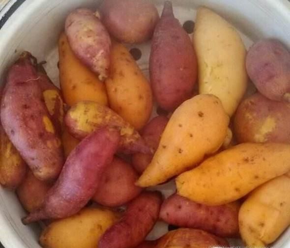 红薯干晒制方法