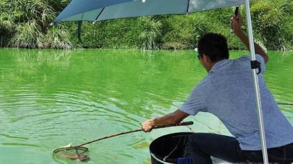 秋末初冬如何钓大鲫鱼