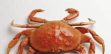 桔子不能同什么一起吃