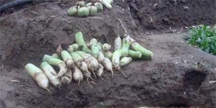 大萝卜怎么储藏