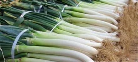大葱如何存放
