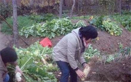 大萝卜怎么储藏