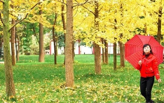 如何拍银杏树下的人物