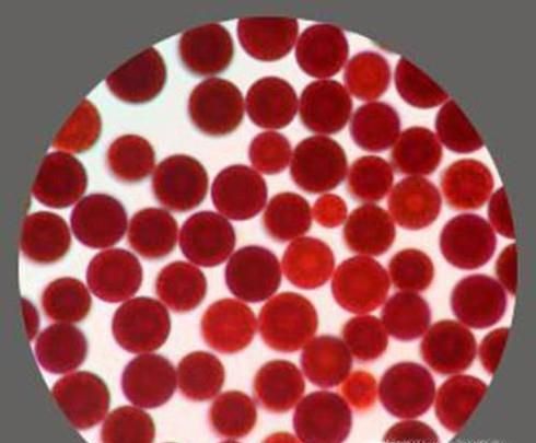 虾青素是什么？什么是虾青素？