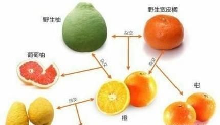 桔子，橙子和柚子的关系