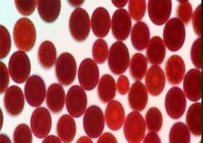 虾青素是什么？什么是虾青素？